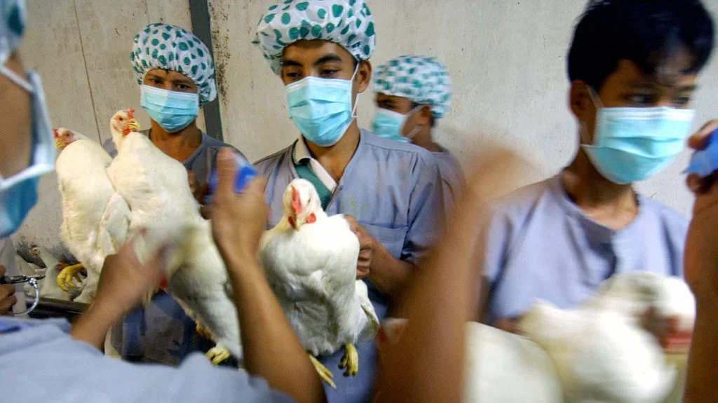 h5n1 virus