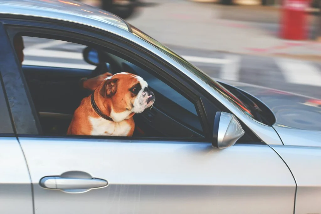 pet safety