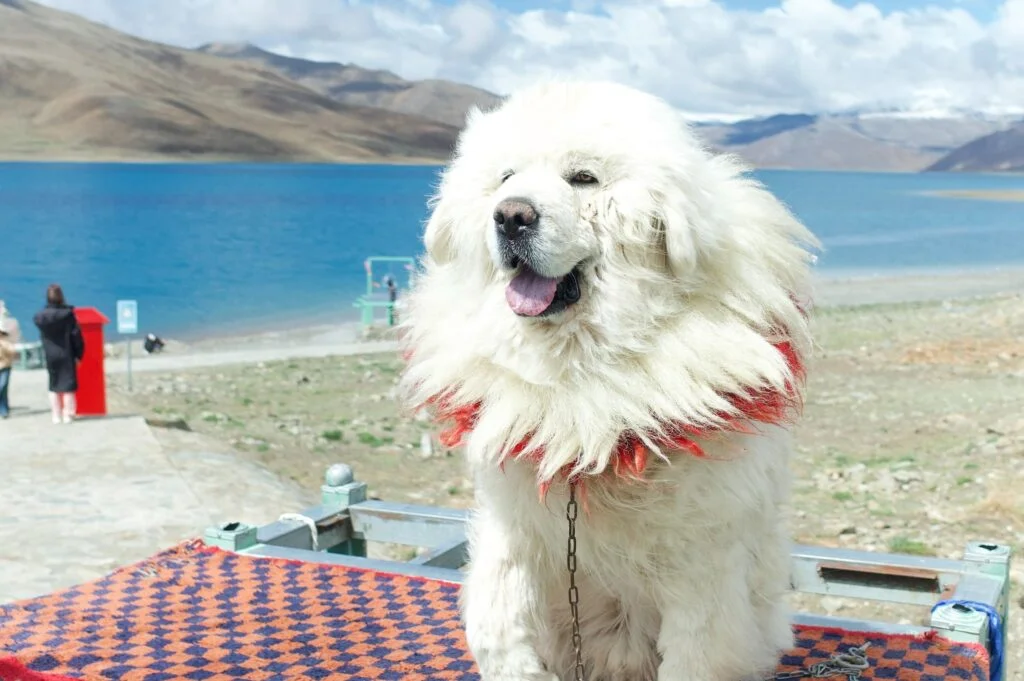pet travel safety