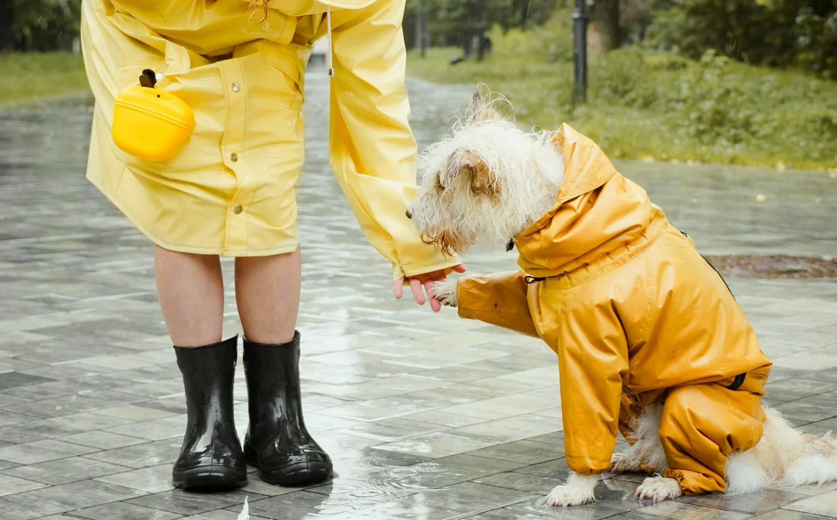 Dog Infected With Bird Flu - Do We Need To Worry?