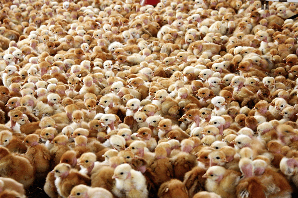 Regreso de la cepa de gripe aviar H7N9 en China