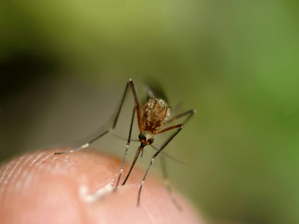 ¿Crees que no contraerás la fiebre chikungunya al visitar el Caribe?