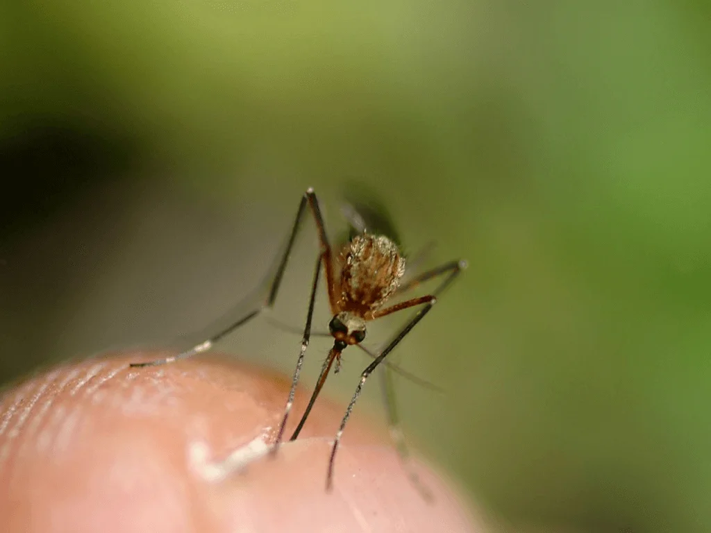 So, You Think You Won’t Get Chikungunya Fever While Visiting the Caribbean?