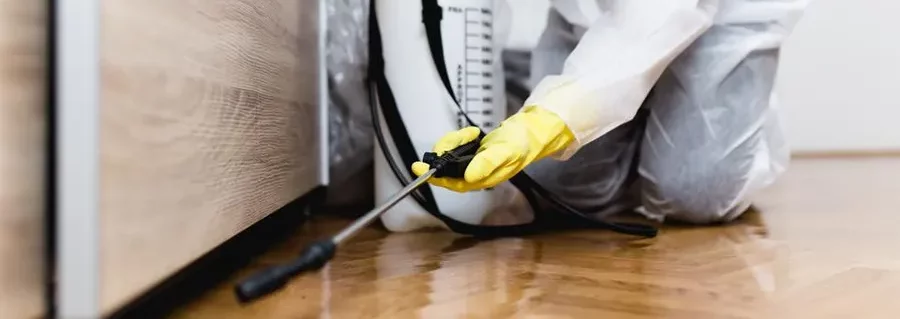 La Crisis de las Chinches: Un Pánico Viral