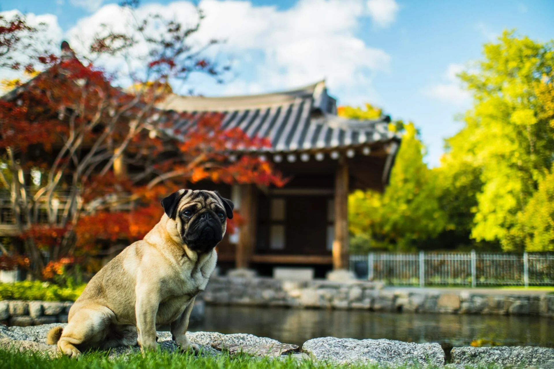 Travelling With Your Pet? Here is What You Need to Know.