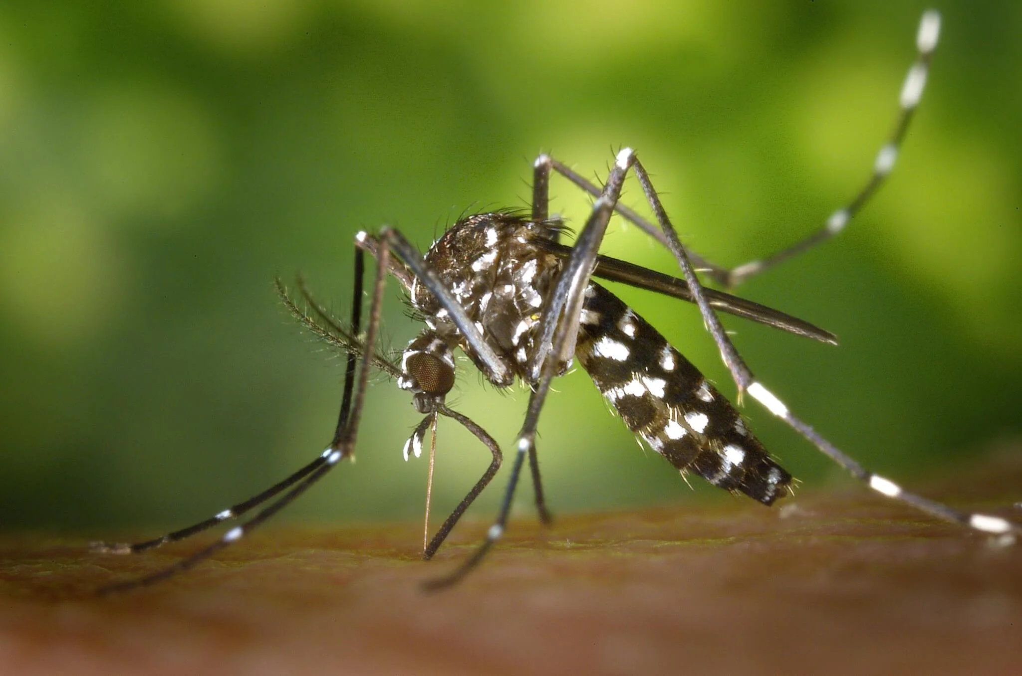 Why You Should Take Your Anti-Malaria Medication