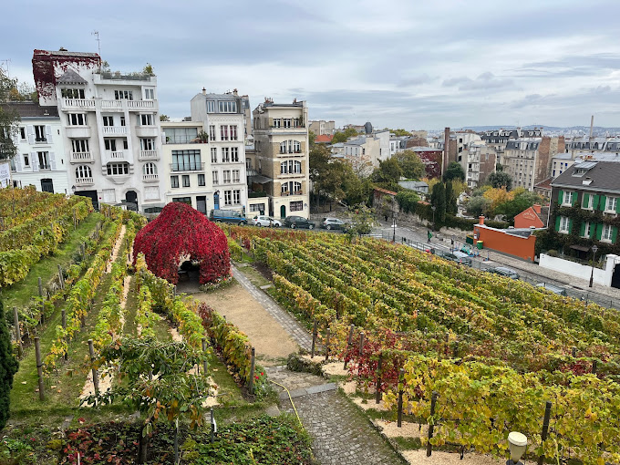 Montmartre Vineyard